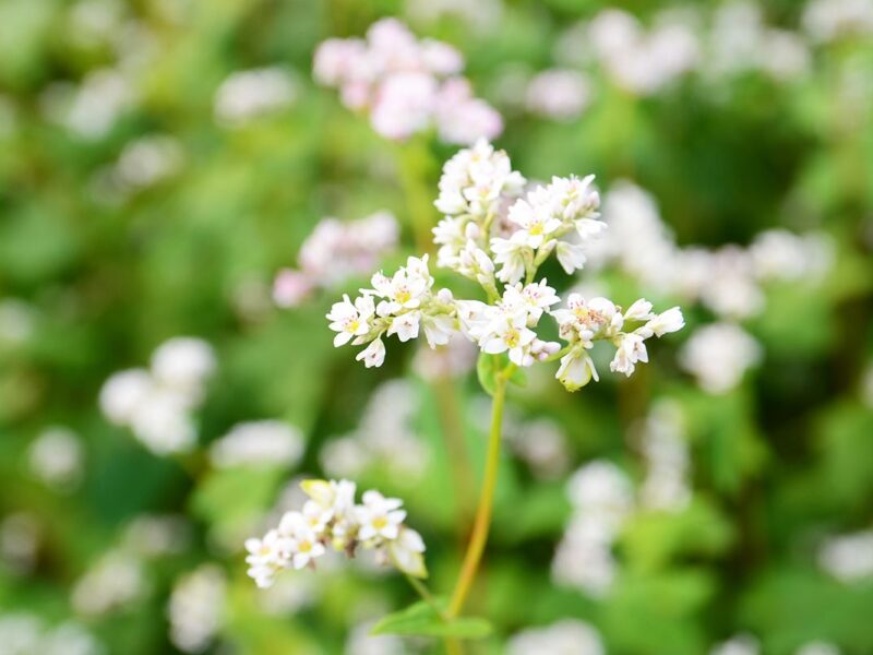 buckwheat-flowers