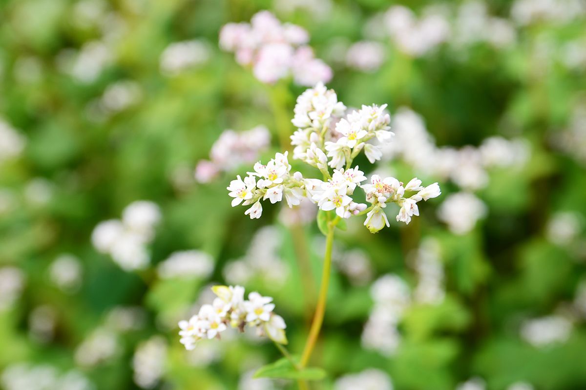 buckwheat-flowers