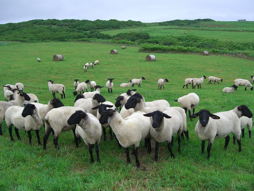 サフォーク羊 焼尻島 Suffolk Sheep, Yagishiri Island, Hokkaido