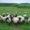 Suffolk Sheep Hokkaido