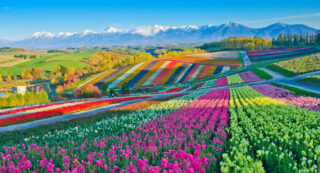 Biei Flower Fields / Gardens / Farms