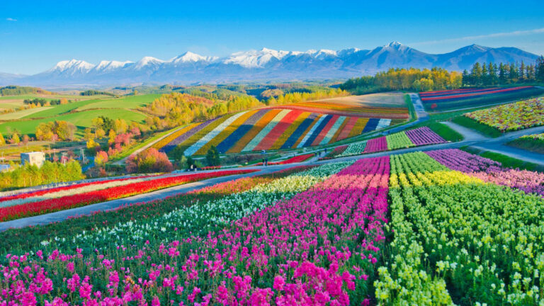 Biei Flower Fields