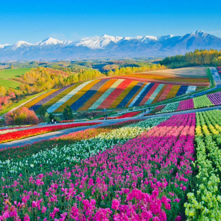 Biei Flower Fields Gardens Farms Hokkaido A4JP Travel Guide biei-flower-fields-gardens-farms-hokkaido-a4jp-travel-guide