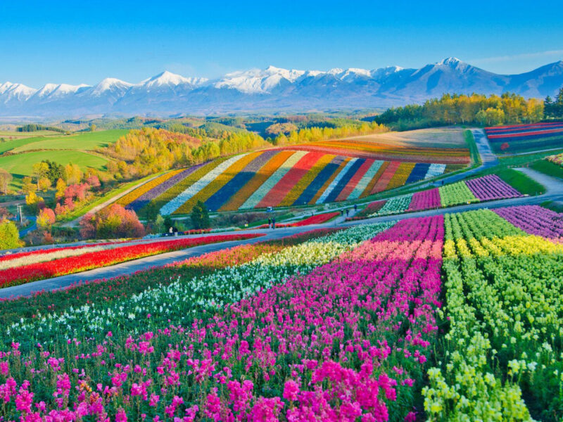 Biei Flower Fields