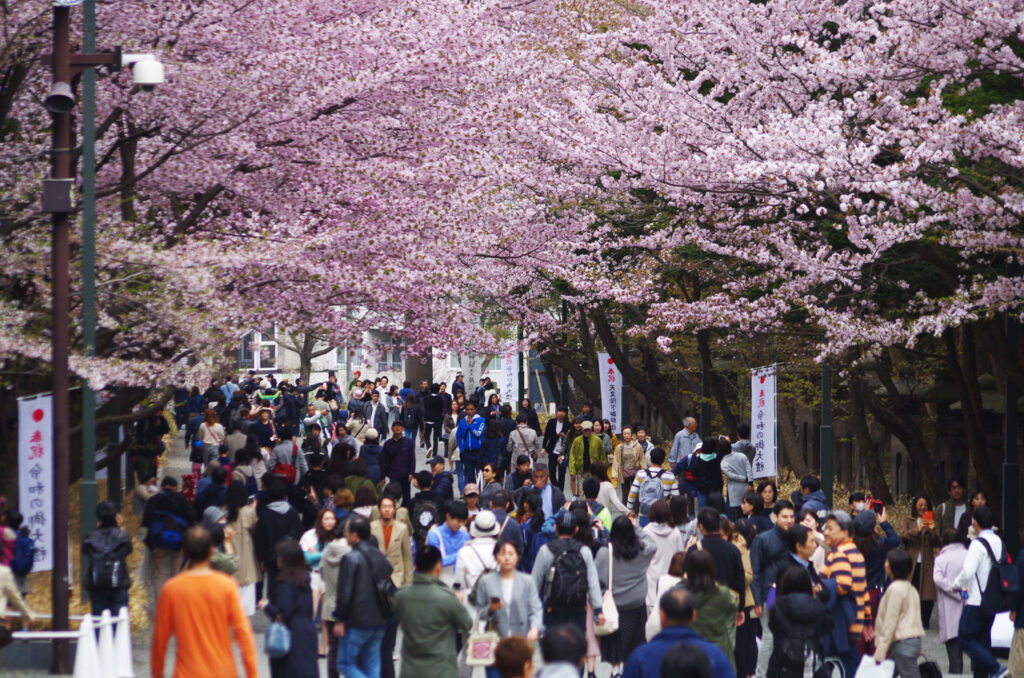 Cherry Blossoms at Hokkaido Shrine (Jingu) - Sakura - Hanami, vacation 