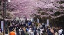 Sapporo, Cherry Blossoms 2024