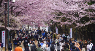 北海道の桜はいつ開花する？ 見頃は？ 最新開花予想と桜の名所 花見 2024