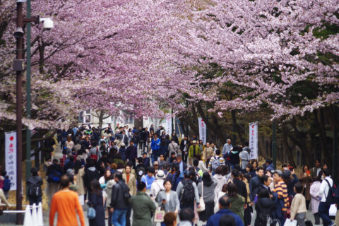 hokkaido-shrine-cherry-blossoms-sakura