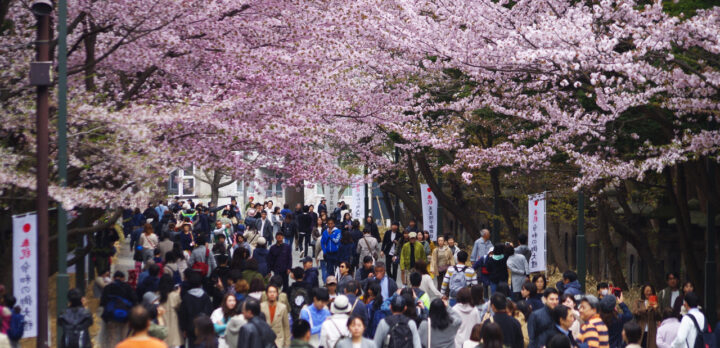 hokkaido-shrine-cherry-blossoms-sakura