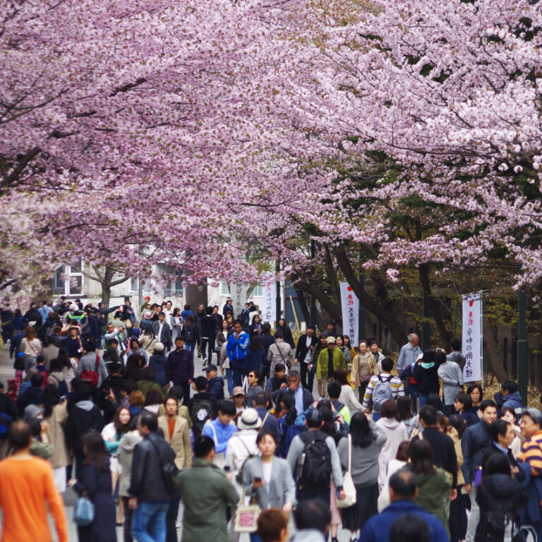 Sapporo, Cherry Blossoms 2024 - Hokkaido A4JP Travel Guide