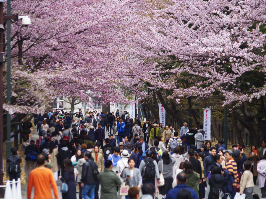 hokkaido-shrine-cherry-blossoms-sakura