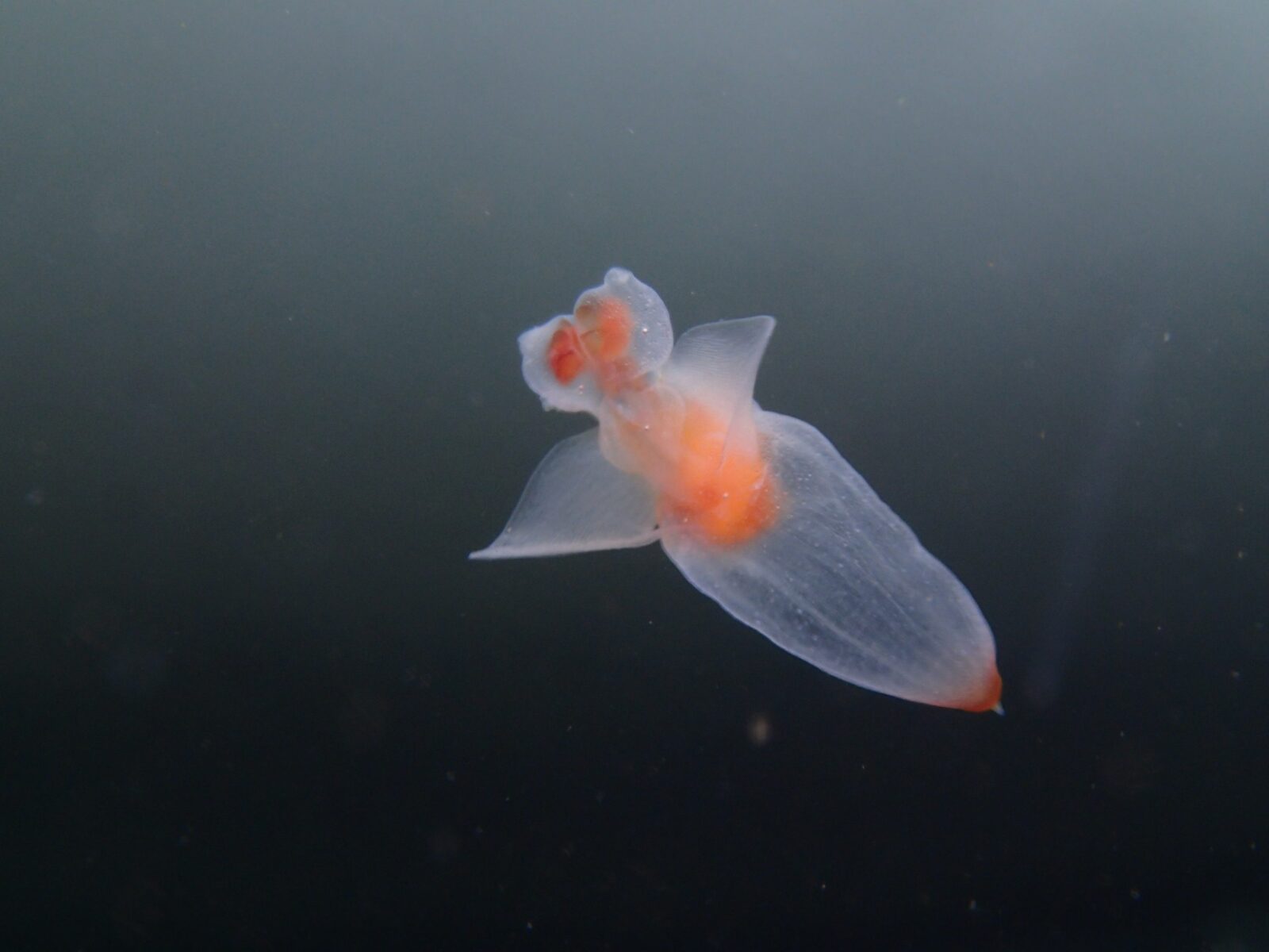 Clione limacina