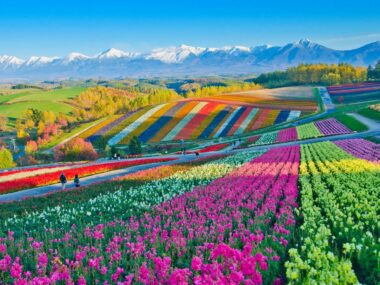 Flower Fields Biei Hokkaido Japan - Top