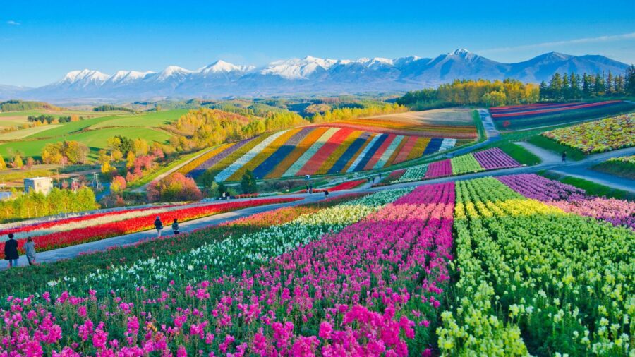Flower Fields Biei Hokkaido Japan - Top