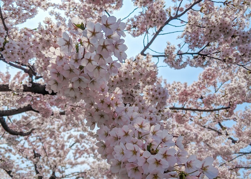 Sapporo, Cherry Blossoms 2022