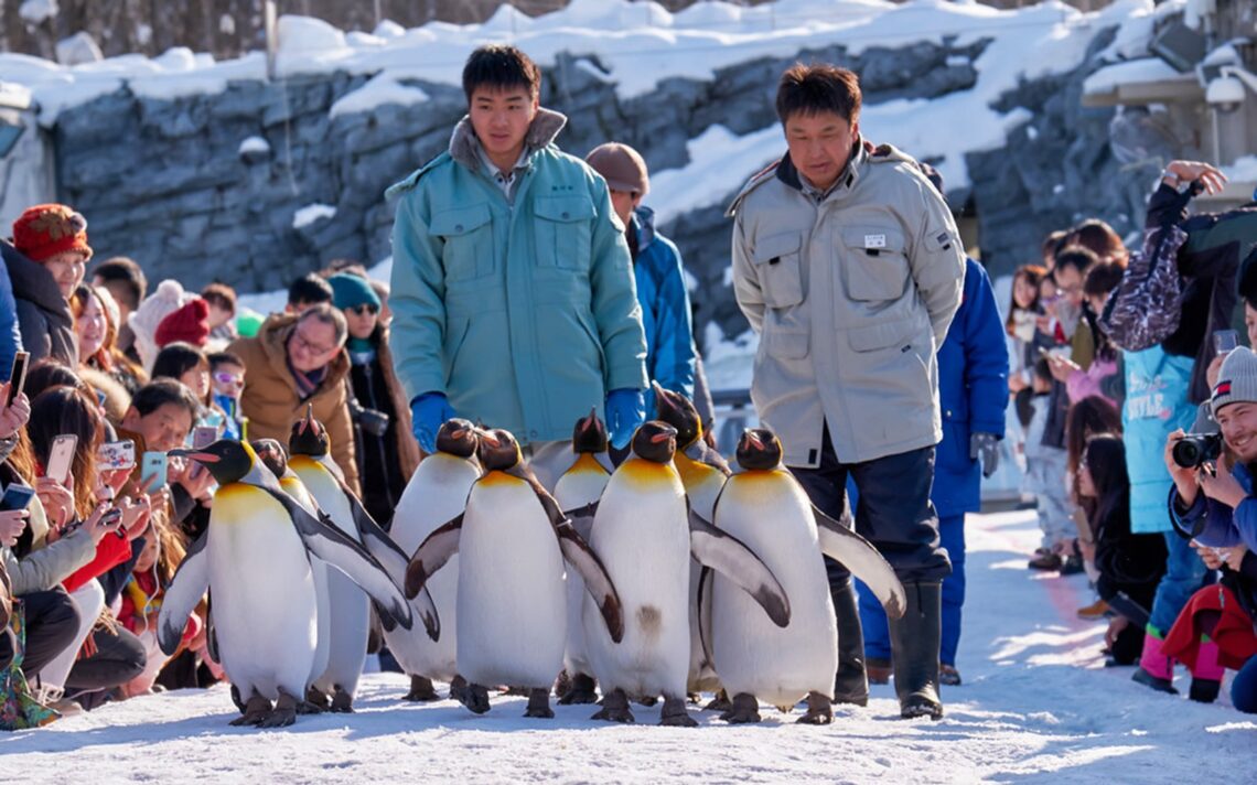 Asahiyama Zoo penguin walk