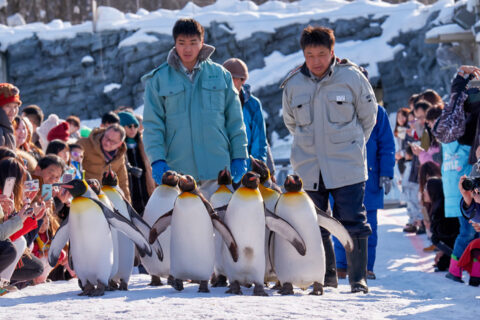 Asahiyama Zoo