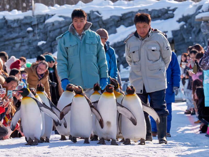 Asahiyama Zoo