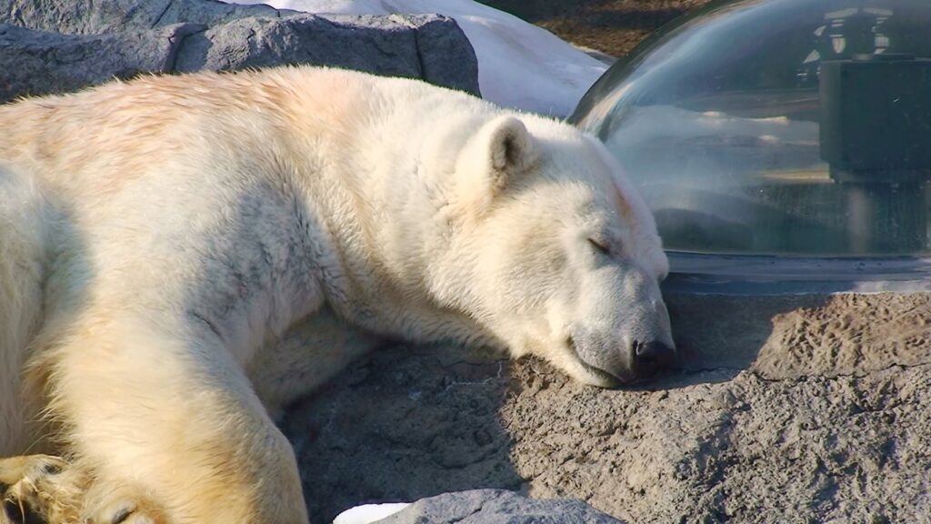 Asahiyama Zoo polar bear
