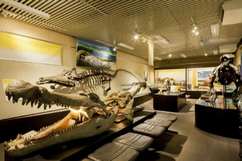 hokkaido-university-museum