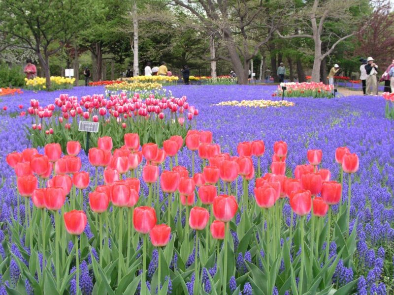 Yurigahara Park, Sapporo, Hokkaido, Japan - Tulips in Spring