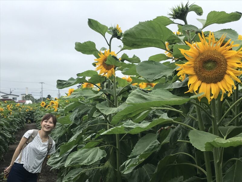 Sunflower Maze by Tokachi Honbetsu