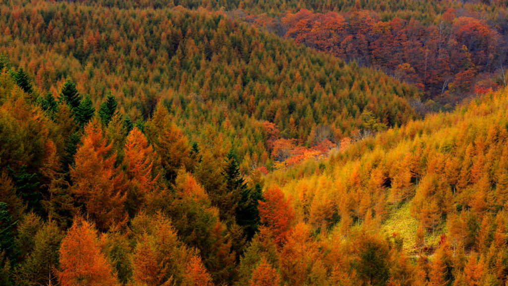Urahoro Forest