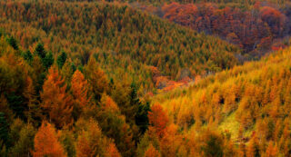 Urahoro Forest