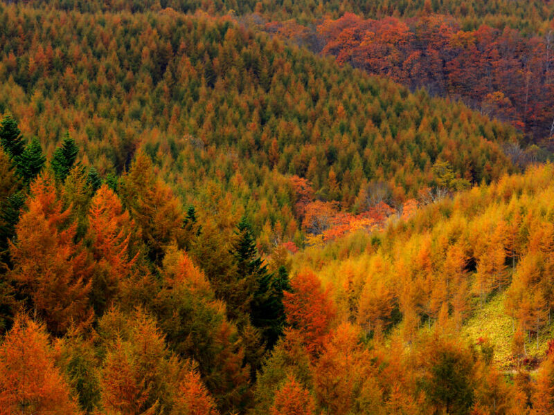 Urahoro Forest