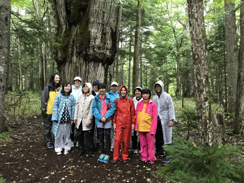 Rare Encounters: An 800-Year-Old Tree! Hokkaido's Forest of Light