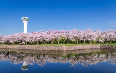 Cherry Blossom in Goryokaku Park, Hakodate,Hokkaido, Japan.
