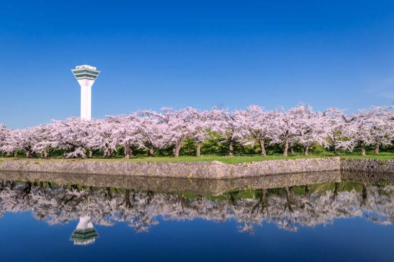 Cherry Blossom in Goryokaku Park, Hakodate,Hokkaido, Japan.