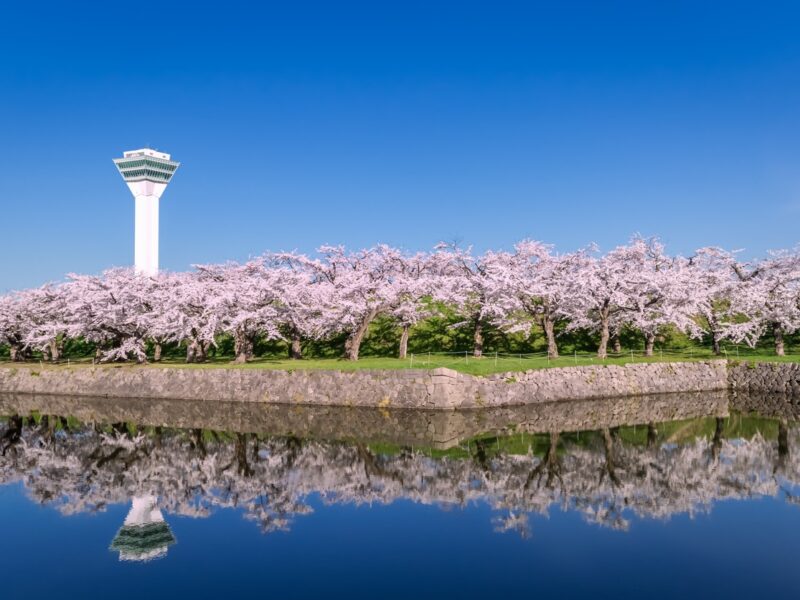 Cherry Blossom in Goryokaku Park, Hakodate,Hokkaido, Japan.