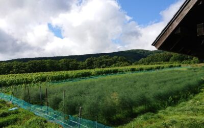 Matsubara Winery & Farm