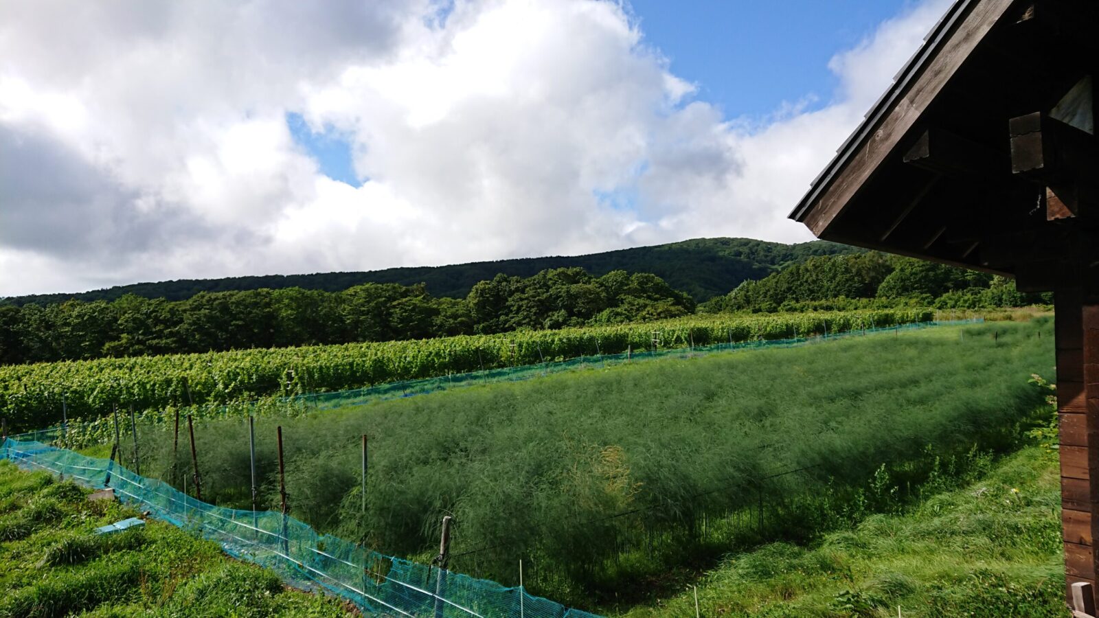Matsubara Winery & Farm