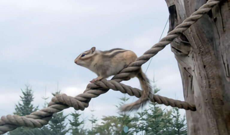 Okhotsk Chipmunk Park