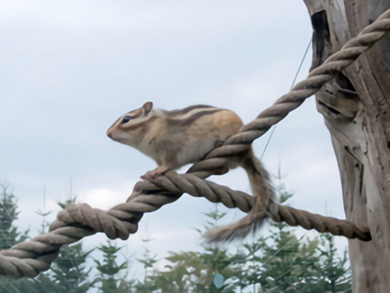 Okhotsk Chipmunk Park