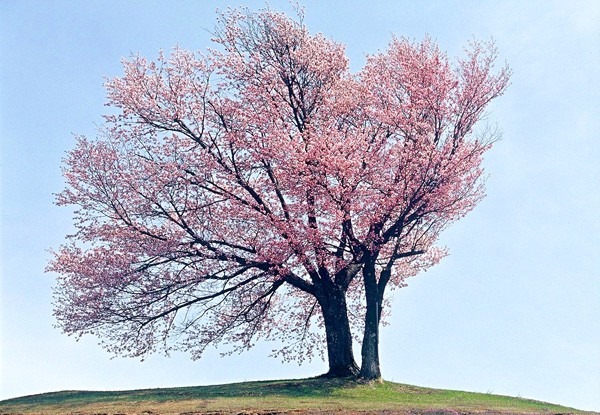 The twins’ cherry blossoms