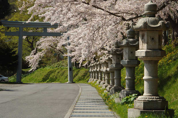 Hakodate Hachimangu Shrine sakura cherry blossoms