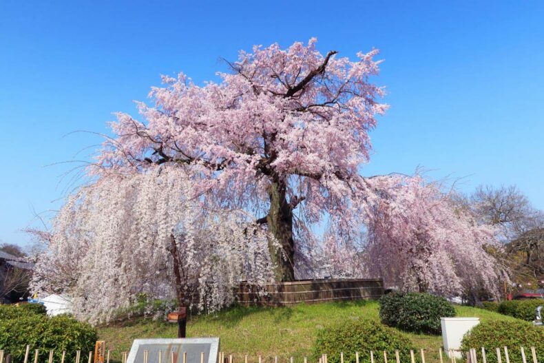 Maruyama Park cherry blossoms