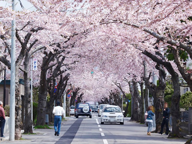 Hakodate Sakuragaoka Street