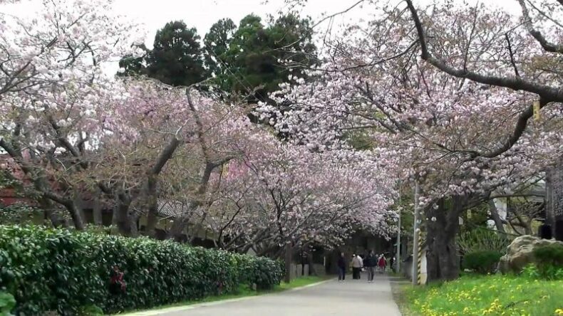 Matusmae Park - Cherry Blossoms - Sakura