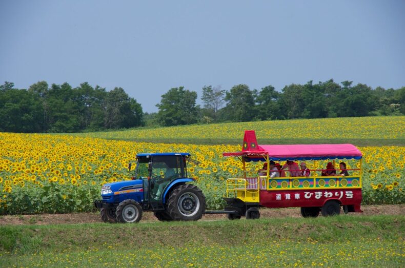 Hokuryu Sunflower Festival Hokkaido A4JP Travel Guide