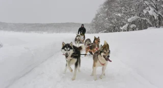 Moonlight Ladies Dog Sledding (Maybe Closed)