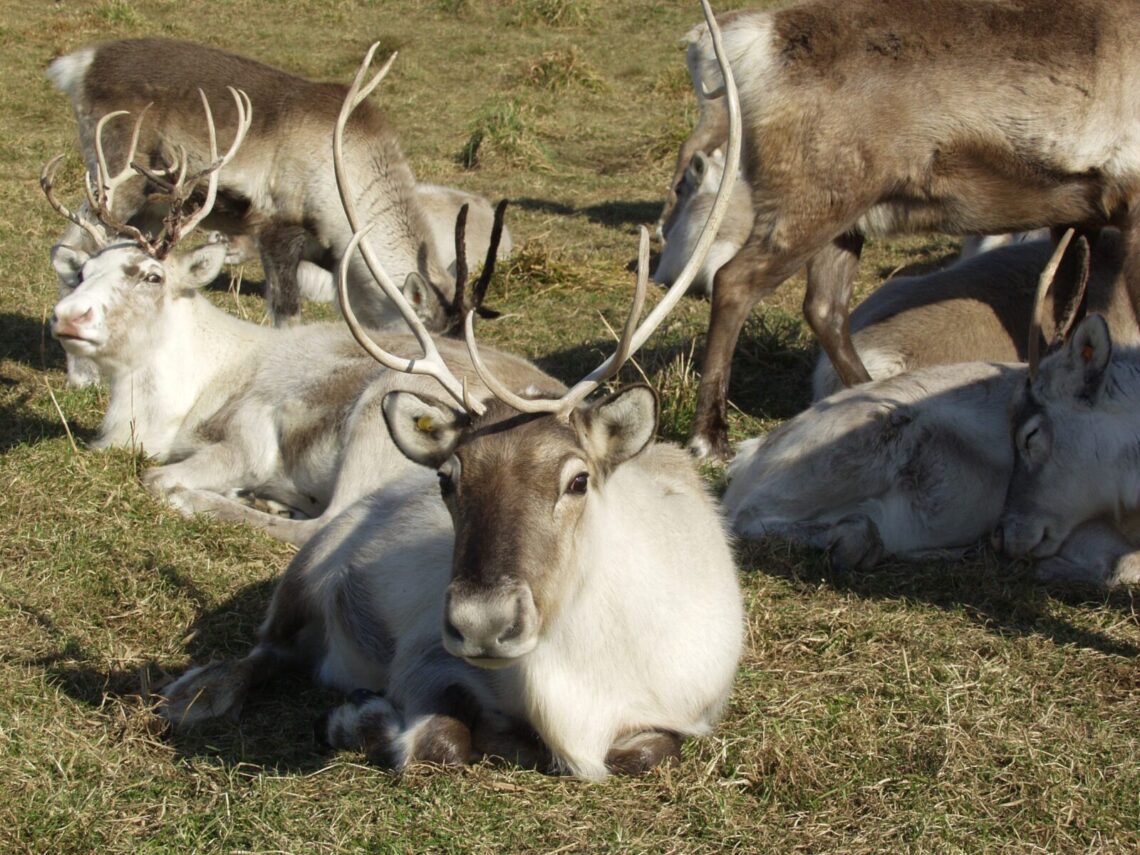 The Horonobe Tonakai Reindeer Ranch/Farm main