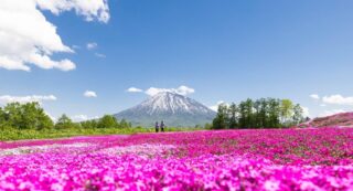 三島さんの芝桜庭園 ニセコ