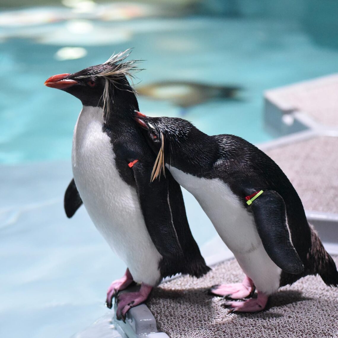 Penguins - Aquarium