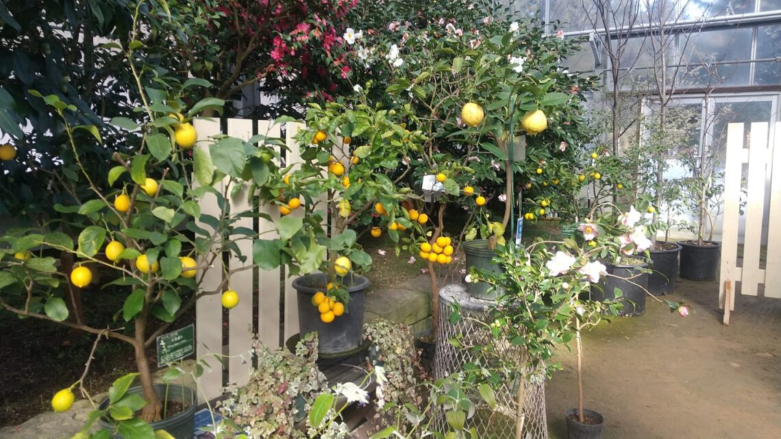 February in the greenhouse