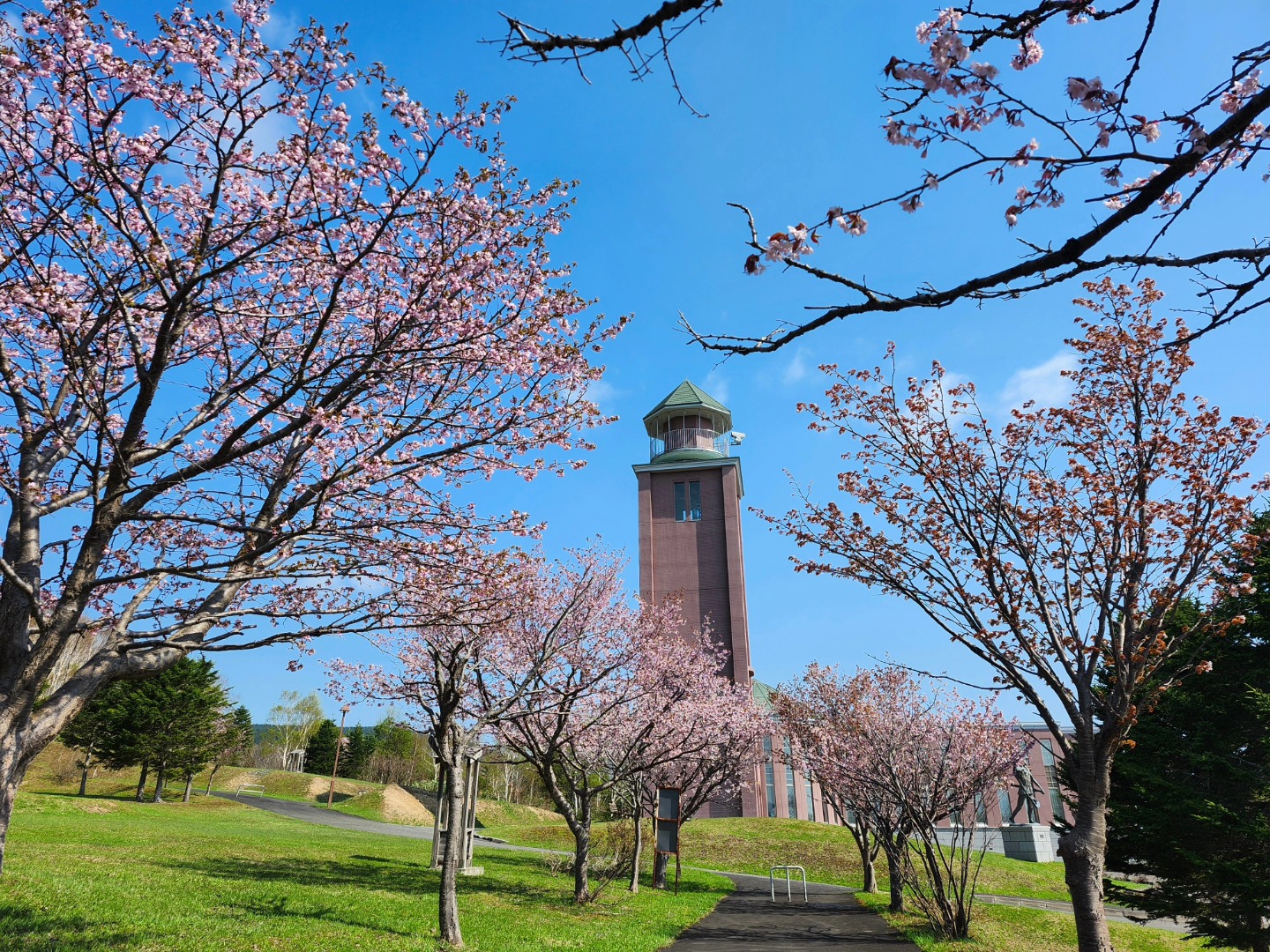 Okhotsk Museum Esashi - Cherry Blossoms