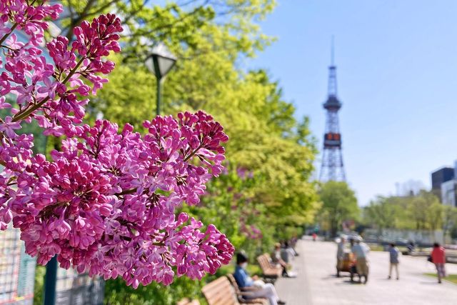 さっぽろライラックまつり Sapporo Lilac Festival 3